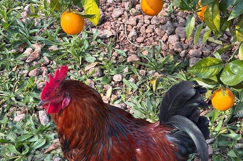Soller Valley Walk with Orange Farm Visit 2