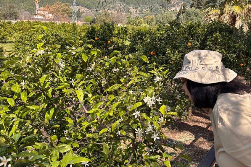 Soller Valley Walk with Orange Farm Visit 5