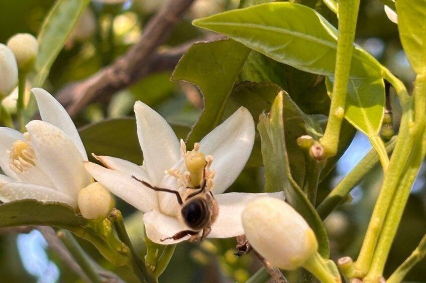 Soller Valley Walk with Orange Farm Visit 2