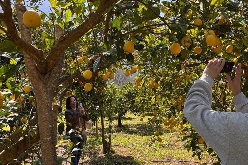 Soller Valley Walk with Orange Farm Visit 3