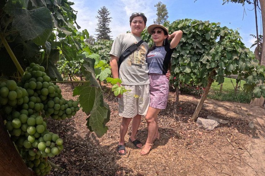 A vineyard with grapevines and a person standing in the middle. 5