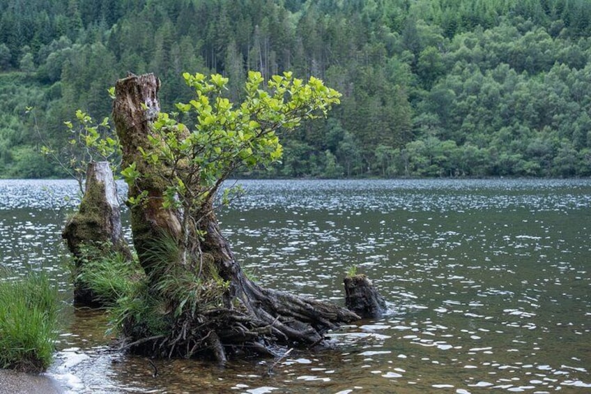 A tree stump with a young tree growing from it, surrounded by water and a forested background. 5