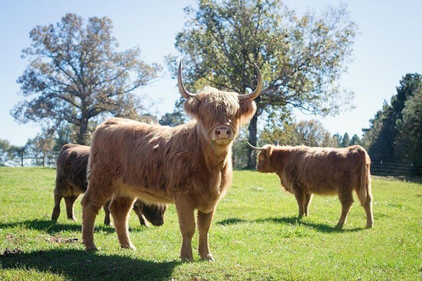 Una vaca de las tierras altas en un campo con árboles al fondo. 3