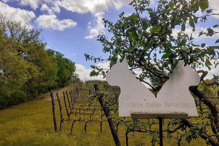 Viñedo con hileras de parras y un cartel que dice 'Poderi della Brucata'. 2