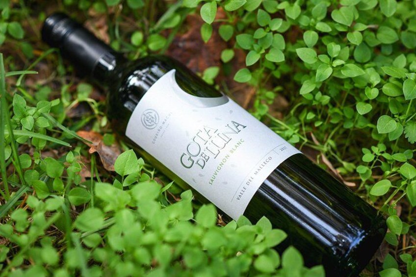 A bottle of wine lying on the ground surrounded by greenery. 3