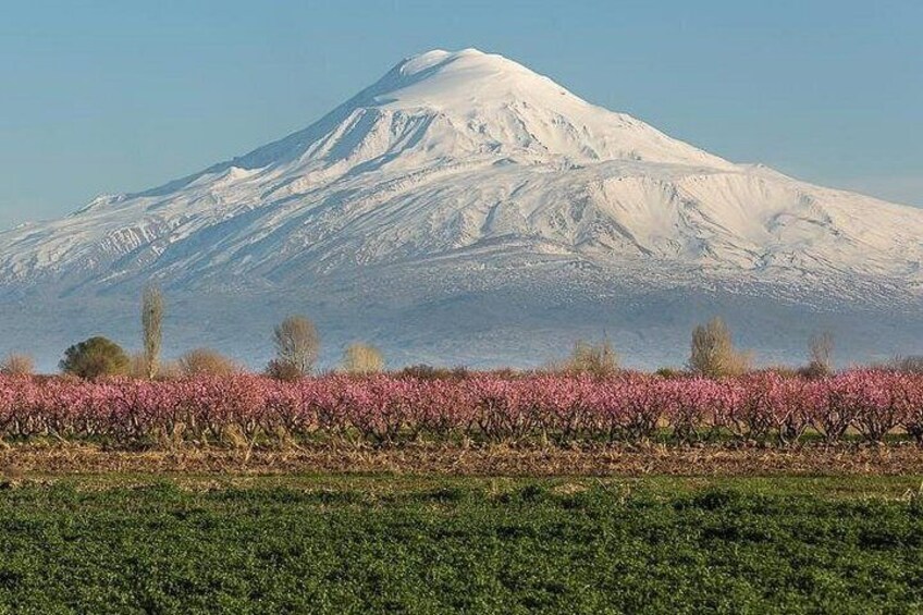A snow-capped mountain, a field of pink flowers, and a green field. 1