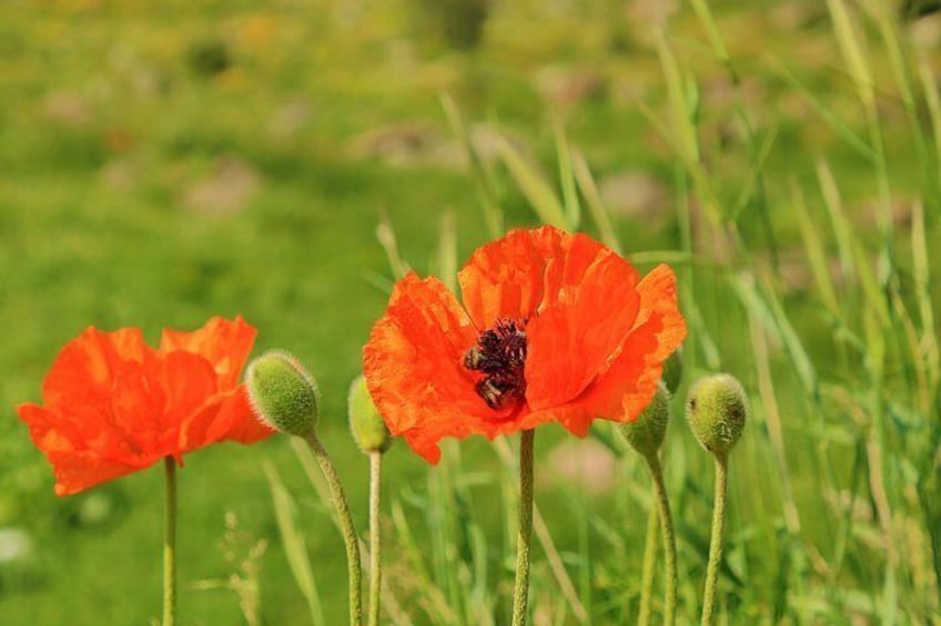 Poppies bloom in late may 5