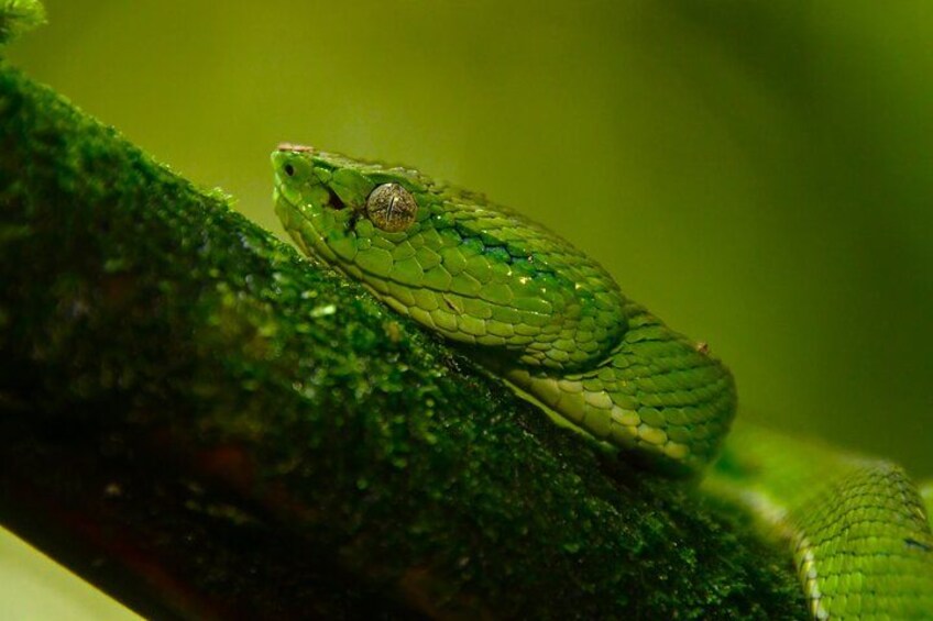 A green snake coiled on a mossy branch. 1
