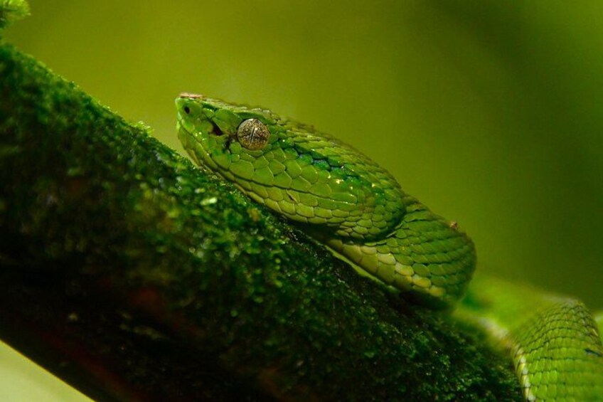 Experience the Adventure Explore the Monteverde Cloud Forest 1