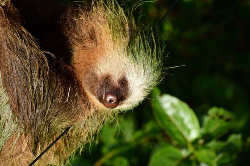A sloth with long fur and a visible nose. 2