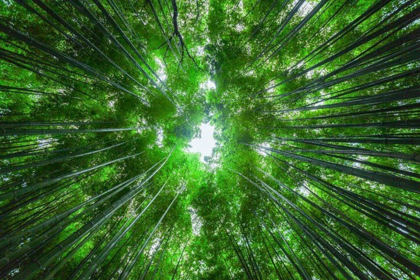 Un bosque con árboles altos y follaje verde denso. 4