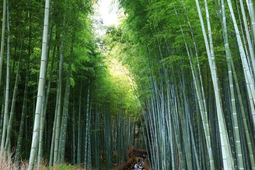 A bamboo forest with tall, slender trees. 5