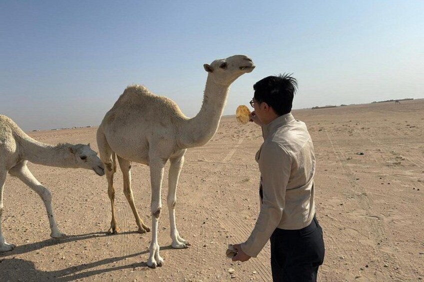 A man feeding a camel in a desert. 5