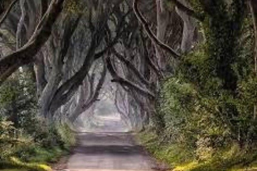 A road flanked by trees with hanging moss. 4