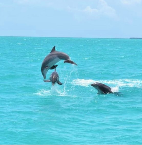 Catamaran Sail to Key West's Dolphin Playground - Sightings Guaranteed 4