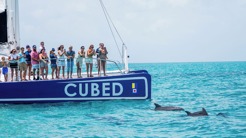 Key West Dolphin Watch & Catamaran Sail - Sightings Guaranteed 1