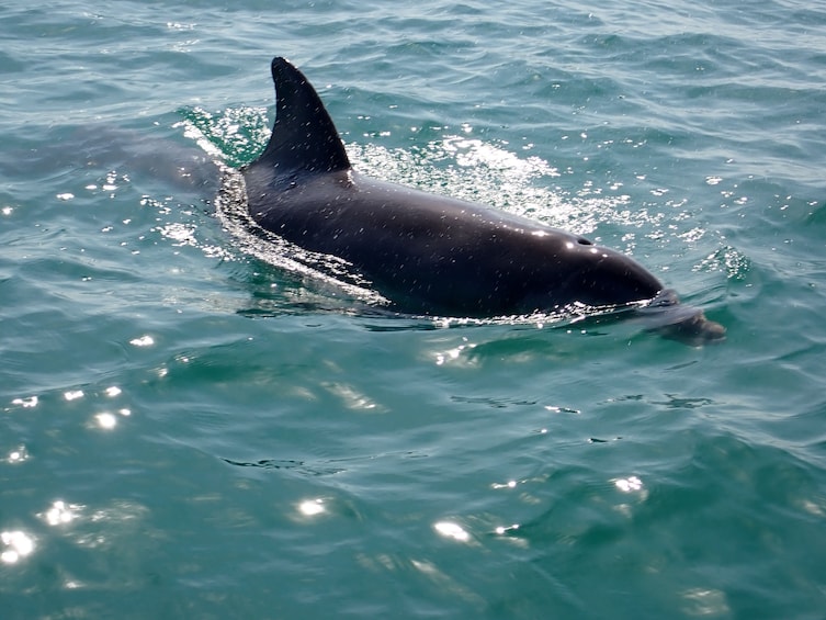 Catamaran Sail to Key West's Dolphin Playground - Sightings Guaranteed 5