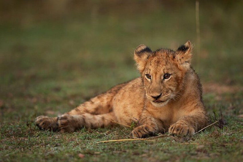 Nairobi National Park And Giraffe Centre 4