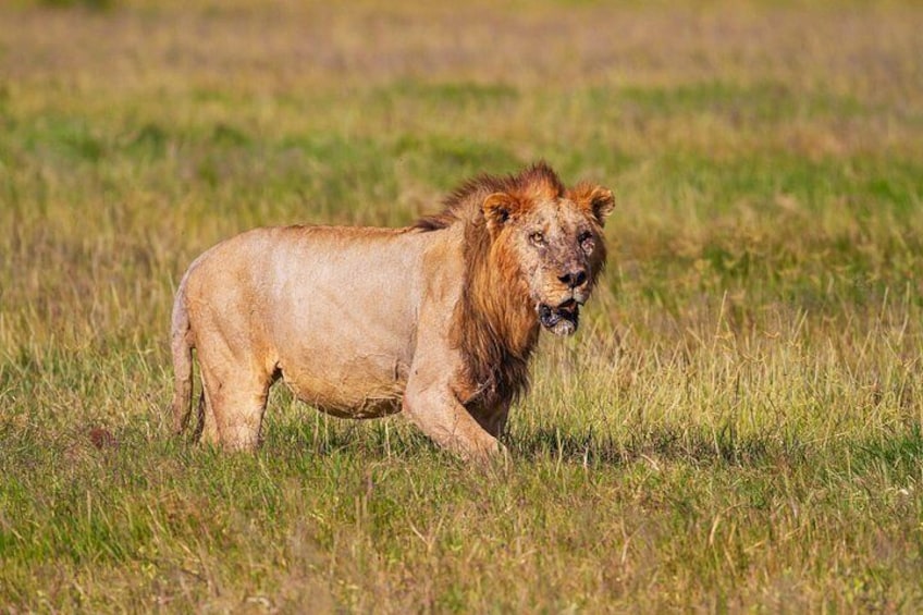 Nairobi National Park And Giraffe Centre 2