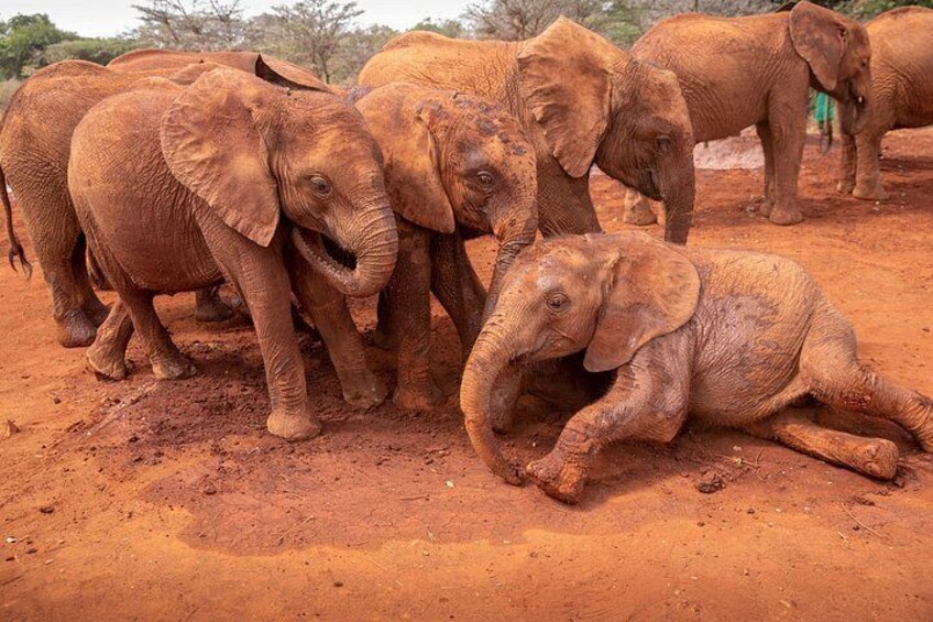 Nairobi National Park And Giraffe Centre 3