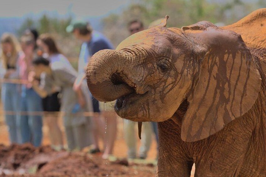 Nairobi National Park And Giraffe Centre 5