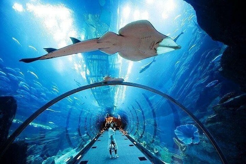Dubai Aquarium and Underwater Zoo plus Penguin Cove Tickets 1