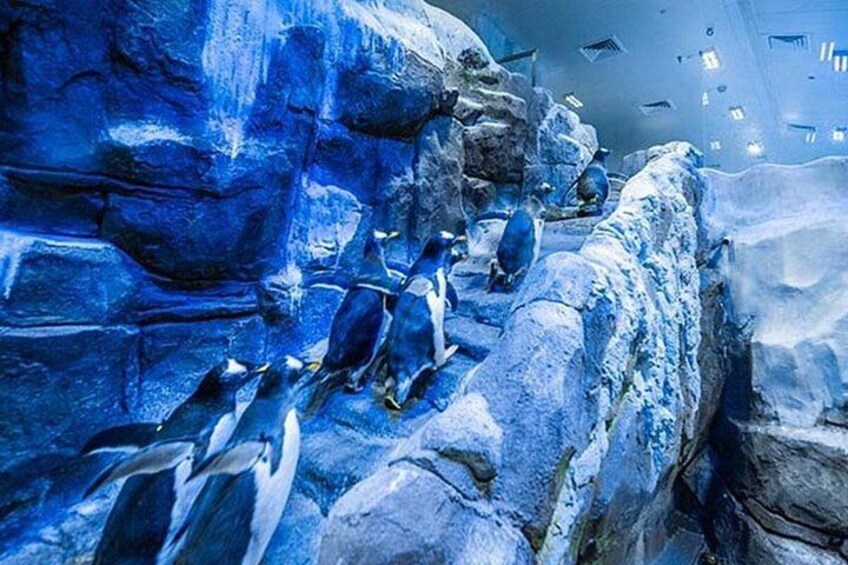 Dubai Aquarium and Underwater Zoo plus Penguin Cove Tickets 3