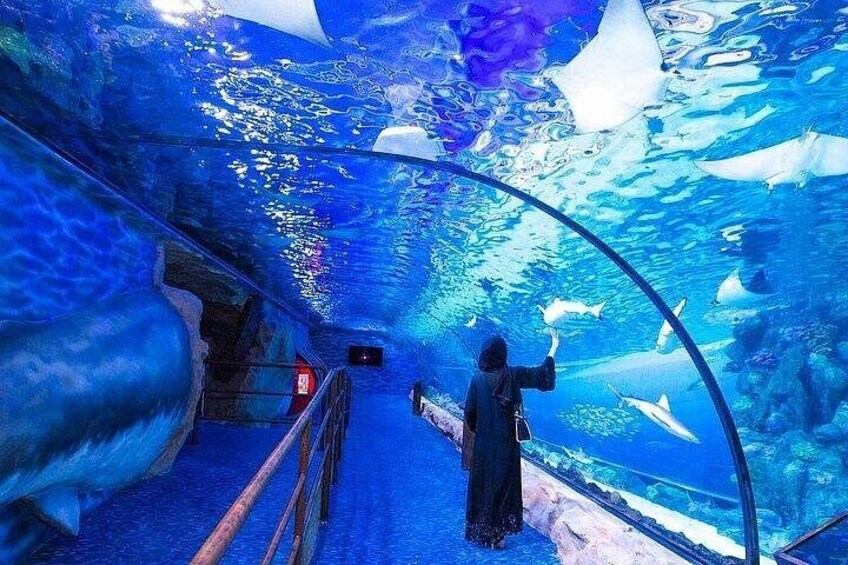 Dubai Aquarium and Underwater Zoo plus Penguin Cove Tickets 4