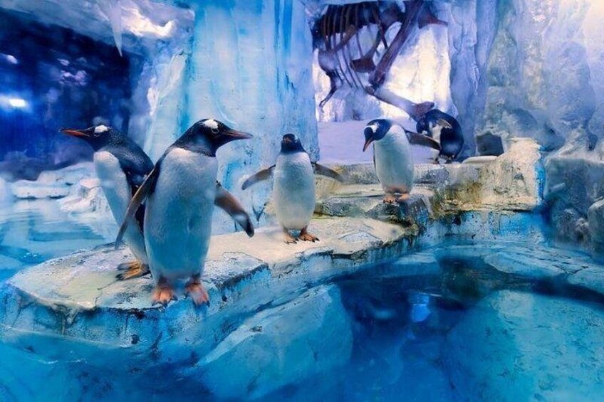 Dubai Aquarium and Underwater Zoo plus Penguin Cove Tickets 2