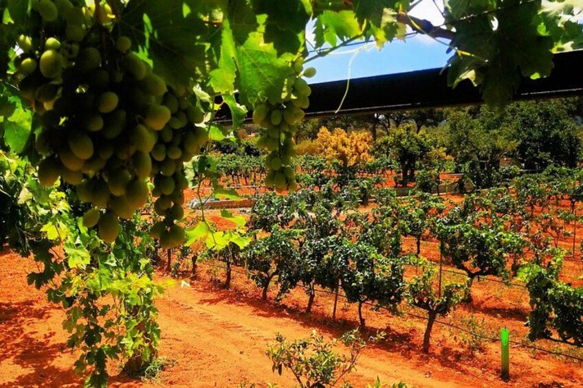 Private Ibiza Winetasting Tour 4