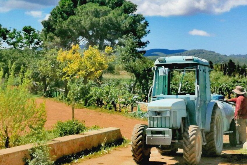 Private Ibiza Winetasting Tour 1