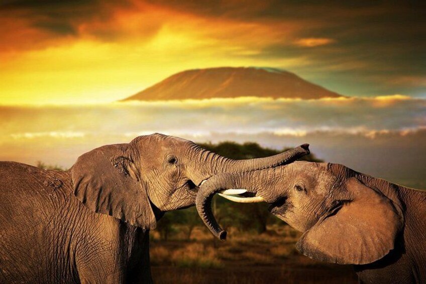 Two elephants, a mountain, and a sunset in the background. 3