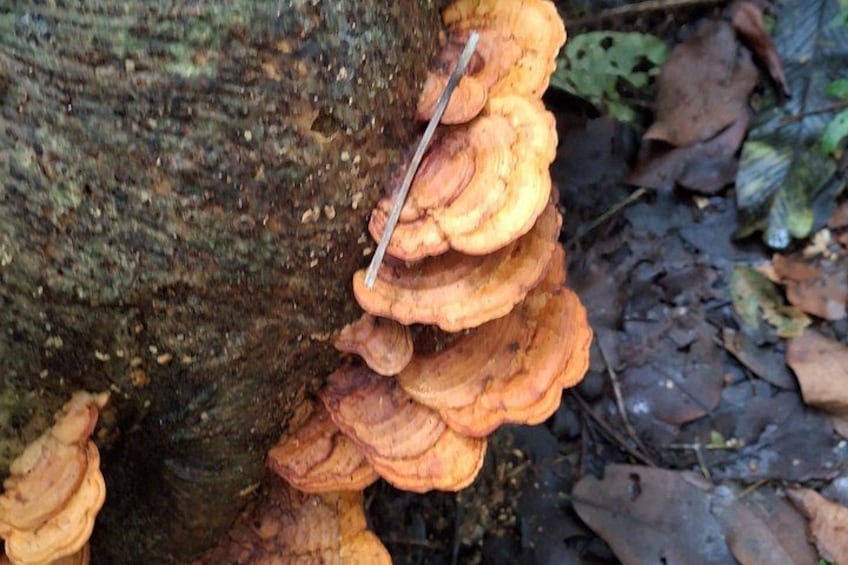 A tree trunk with orange fungi growing on it. 4