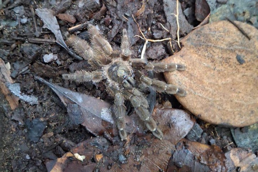 A large spider on the ground with dry leaves and twigs around it. 5