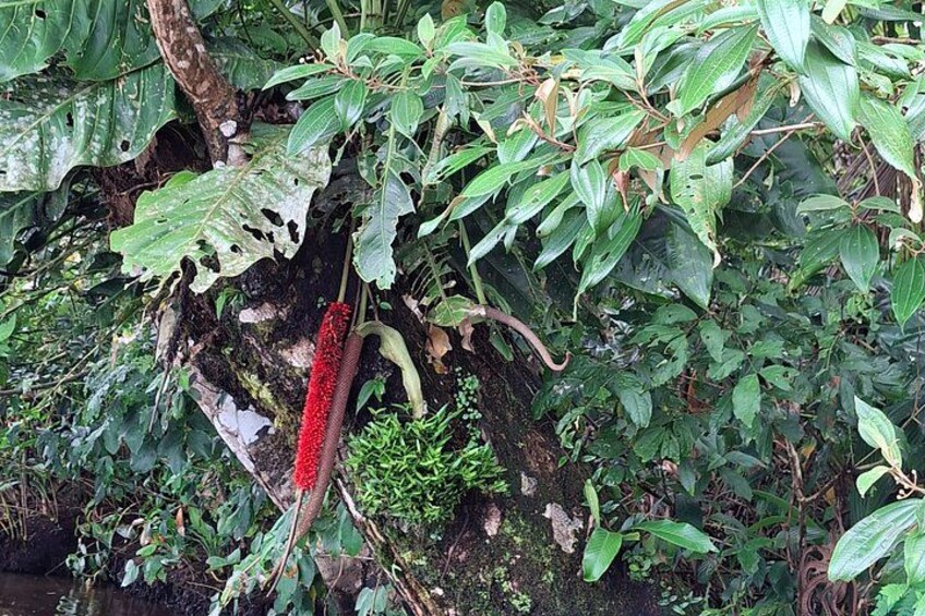 A red flower hanging from a tree in a dense green forest. 2