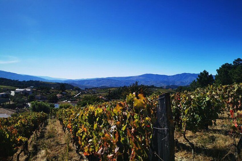 Douro Valley Vineyard Food Experience with Fire Cooking & Wine 5