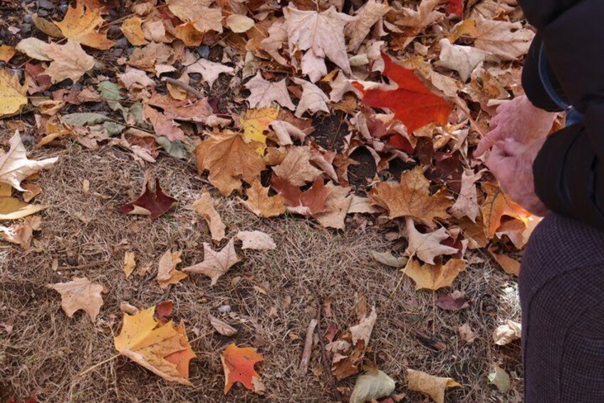 Montreal: adventure in Mont-Tremblant in the colors of autumn 3