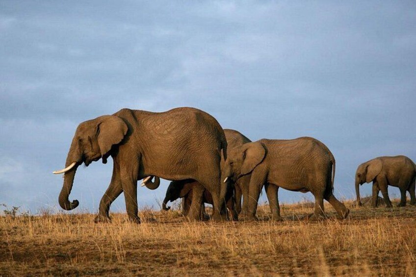 A herd of elephants walking across a grassy field. 2
