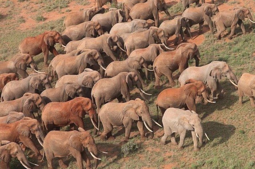 A herd of elephants on a hillside. 3