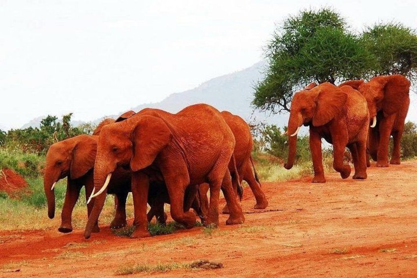 A herd of elephants walking on a dirt path. 4