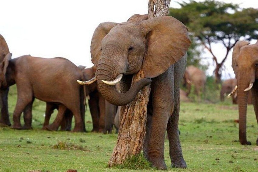Elephants in a grassy field. 3