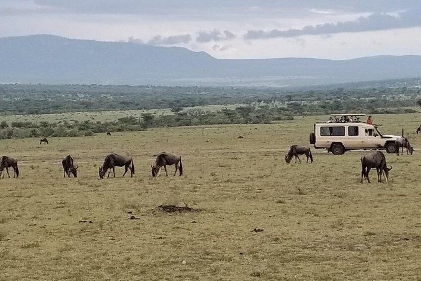A herd of animals grazing in a field with a vehicle in the background. 5