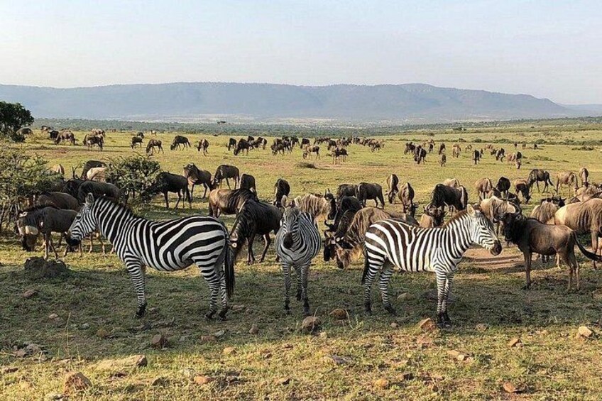 Zebras and wildebeests grazing in a grassy field with mountains in the background. 4