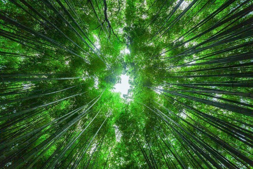 A forest with tall trees and dense green foliage. 5