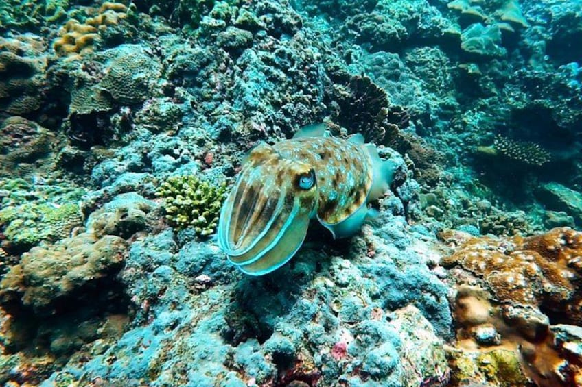 Phuket Scuba Diving Maiton Private Island Small Group or Snorkel 4