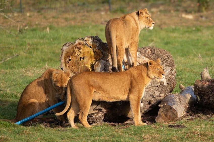 Three lions on a grassy field with a large log. 2