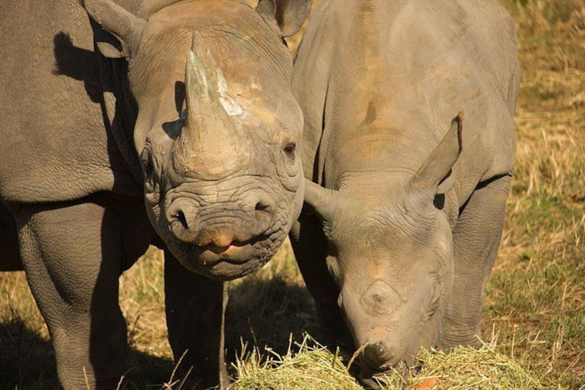 Port Lympne Day Ticket 3