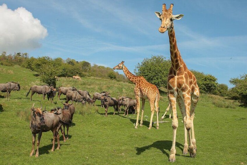Port Lympne Day Ticket 3
