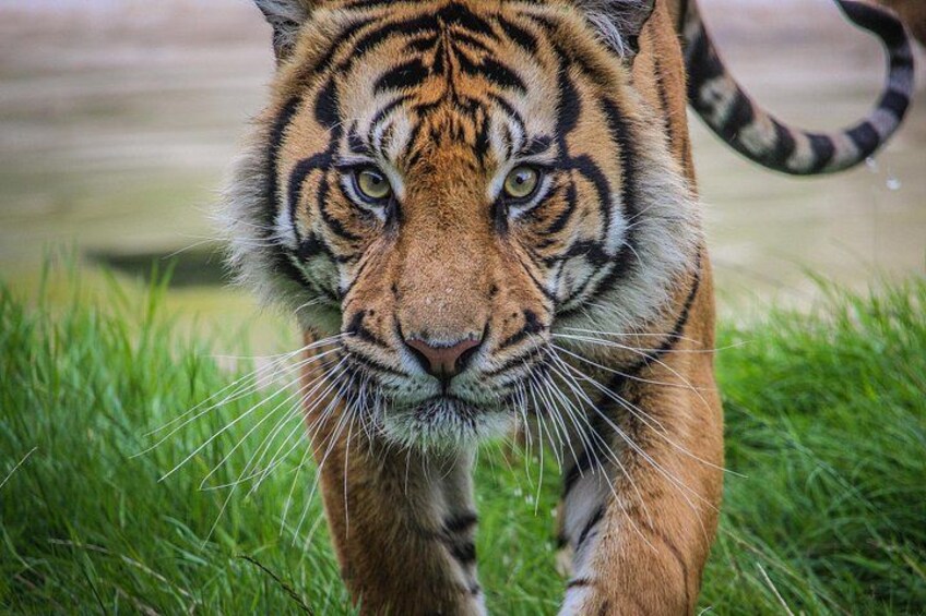 Port Lympne Day Ticket 2