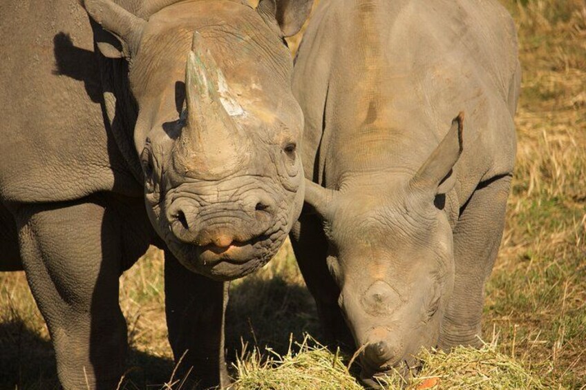 Two rhinos grazing in a grassy field. 2